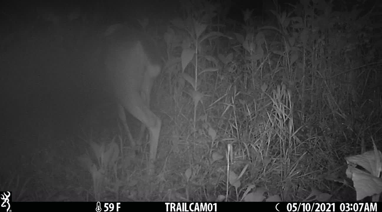 What is wrong with this deer's back? I see her a lot and she seems to feel ok.