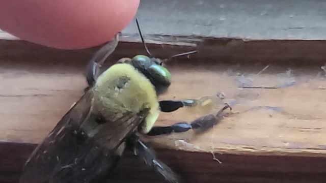 wood boring bumblebee giving me the high 5