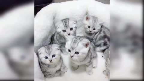 The best cats babies