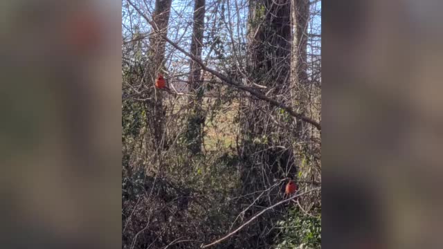 Cardinals Birds ( little red birds) Chillin'