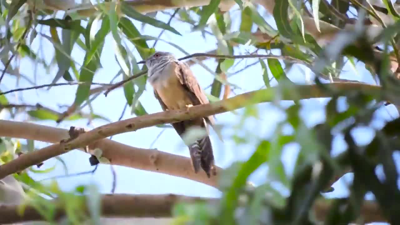 Bird singing so sweet.mp4