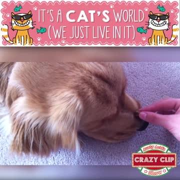 Aunty Acid Crazy Clip Show It's a cats world