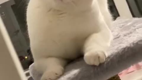 Smart and cute cat