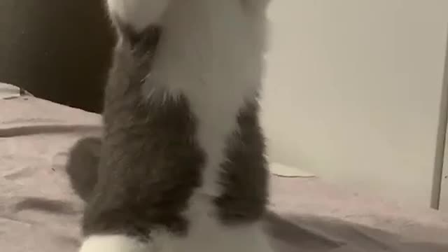 Cat FunnyCat Cute videosCat Funny Videos02