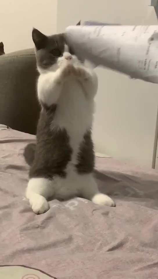 Cat FunnyCat Cute videosCat Funny Videos02