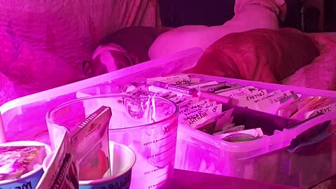 Starting Seeds