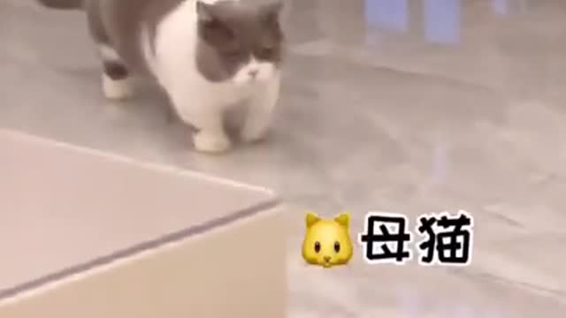 cute little cat playing with toy makes you laugh!