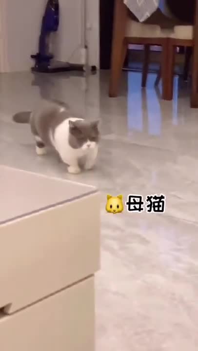 cute little cat playing with toy makes you laugh!