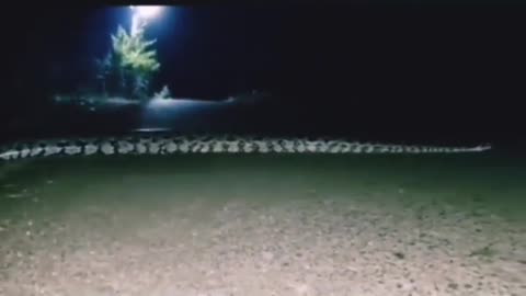 Big anaconda in Pakistan mansehra