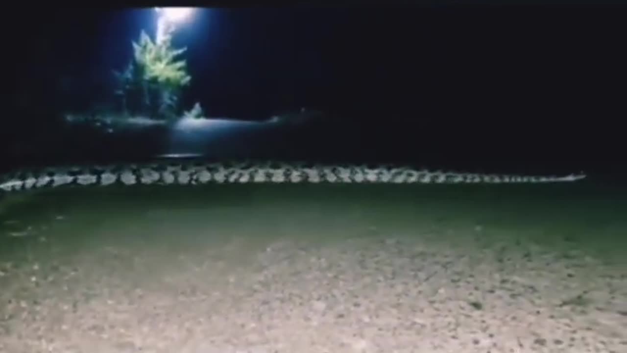 Big anaconda in Pakistan mansehra