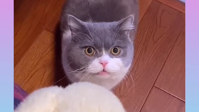 Cute and Funny Cat Videos Compilation 2021_#shorts