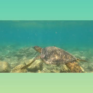 Sea turle Swimming