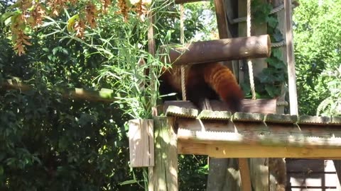 red panda