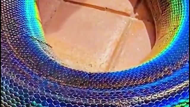 Oh, my God. Is that a python? Why is it the color it is?