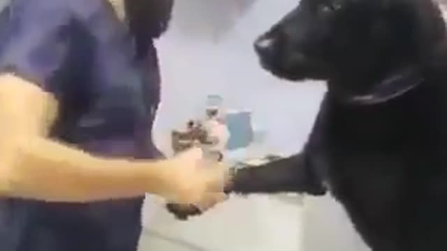 Today the dog went to get an injection from the doctor