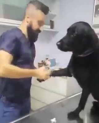 Today the dog went to get an injection from the doctor