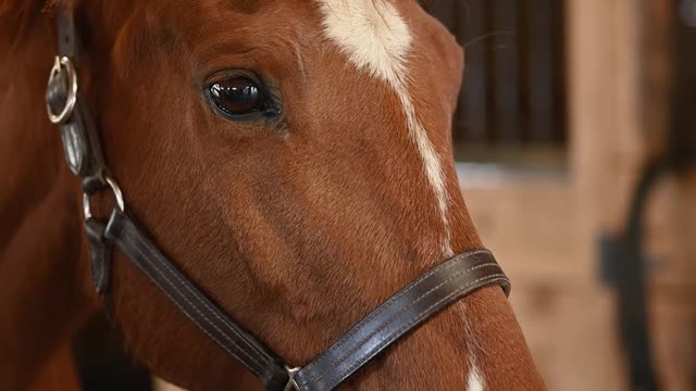 cute red horse