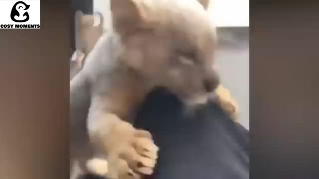 CUTE EXOTIC ANIMALS COMPILATION! FUNNY LION, TIGER AND CHEETAH VIDEO'S