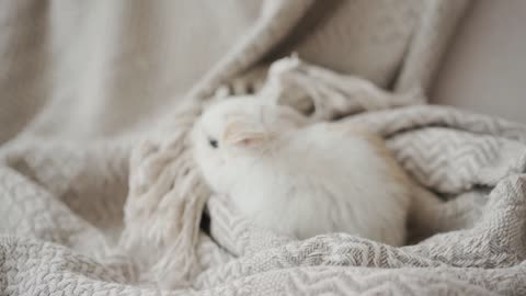 Cute animals and funny moments with them
