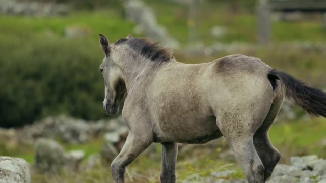 A beautiful horse With nature | حصان جميل مع طبيعة