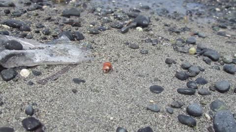 Hermit crabs