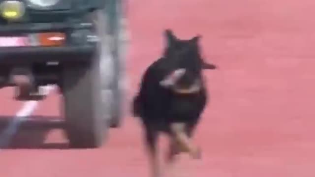 smart dog video βΊππ#youtubeshorts #short #dog #tiktok #feedshorts #funny