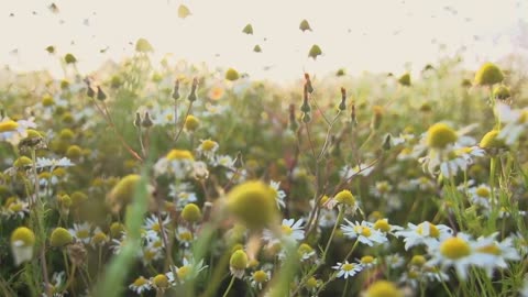 Record the most beautiful moment in nature