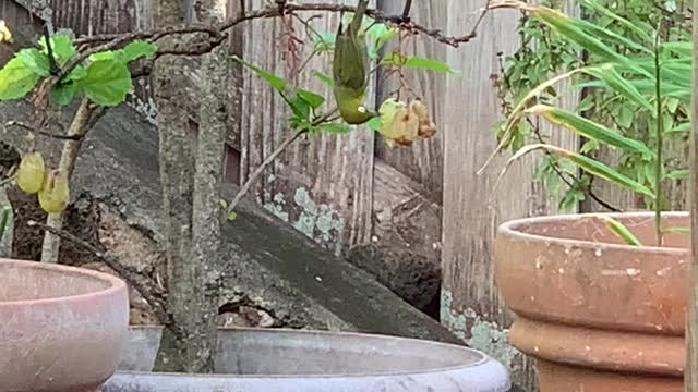 # Back Yard Birds Hawai’i Mejiro or Japanese White Eye