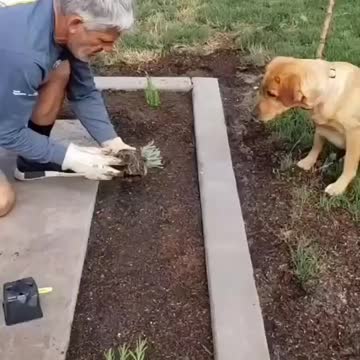 What a good helper 😂😍