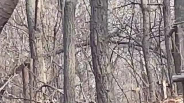 Eurasian Red Squirrel is climbing tree.