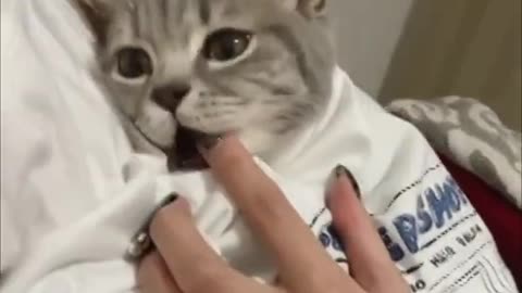Cat Sitting Inside the Shirt of the Owner as It Tries to Nibble Her