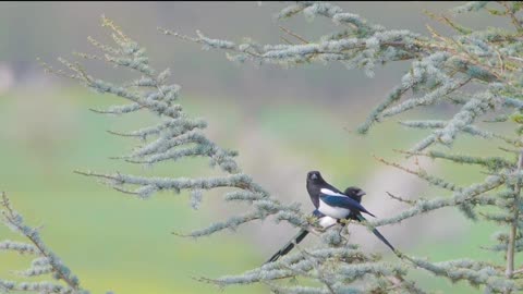 Spring birds play