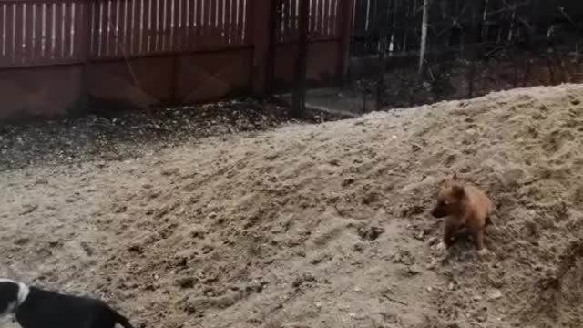 Happy dog<🐶🐕