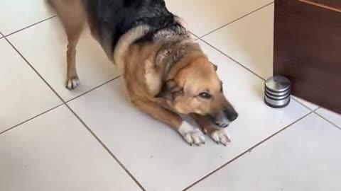 Funny Dog Video xD