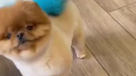 Top funny cute dog video(❤️please subscribe my channel ❤️)