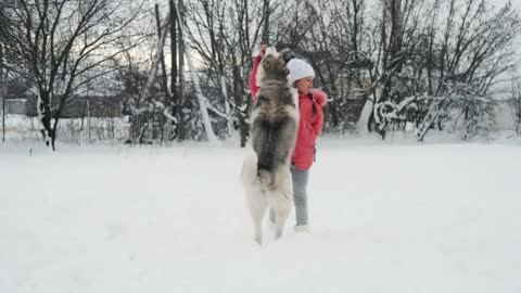 Young girl playing with siberian husky malamute dog on the snow outdoors in winter forest park