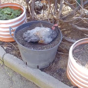 Bobek, little, happy rooster 🐔🐓😍