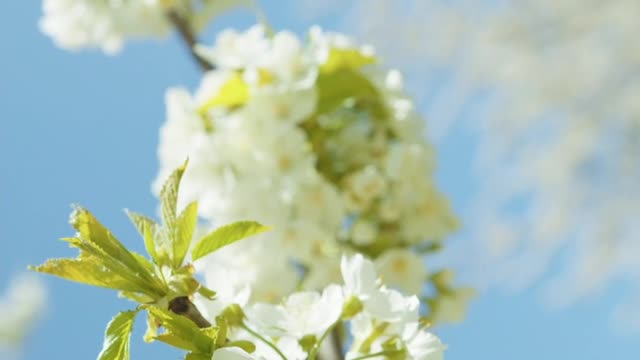 Beautiful flowers