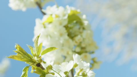 Beautiful flowers