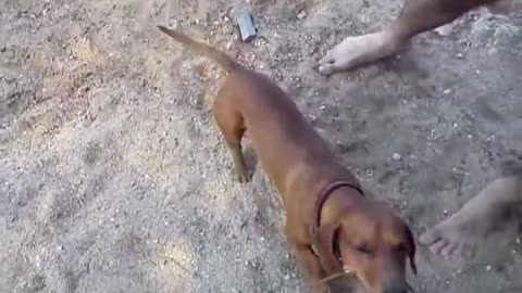 Hilarious Dachshund on Holiday in Greece