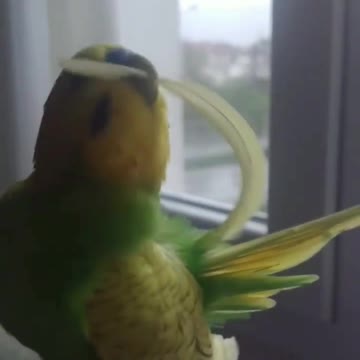 The love bird plays with its feathers and cleans it