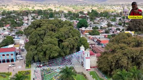 El Árbol del Tule, a 1400-year-old Tree in the World, Mexico