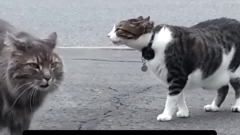 ment Clips🐶_ #funny Animals #shorts 🤣_ #trending #animals #reels