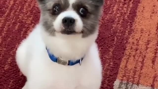 Tell Your Dog You Pet Another Dog! Funny Video!