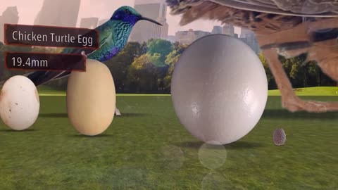 Animal egg size comparasion