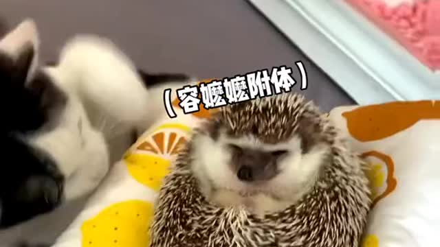 The consequences of a cat scratching a hedgehog
