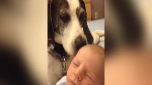 Dog Gives Baby A Tongue Bath