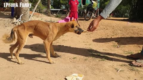 fake Tiger prank dog funny