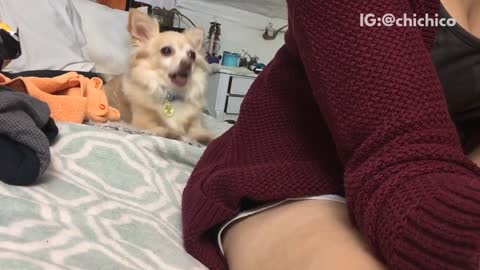 White dog on bed barks silently at owner's back