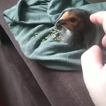 Luna became a grandmother